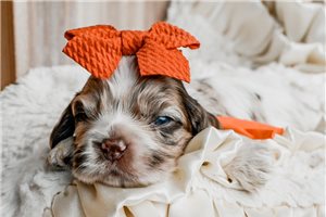 Nikita - Cocker Spaniel for sale