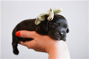 Elsie - puppy for sale