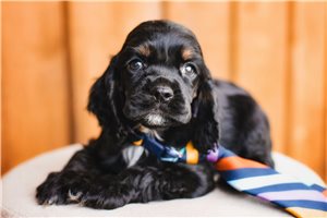 Elias - Cocker Spaniel for sale