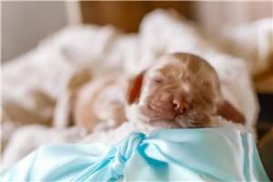 Marlon - Cocker Spaniel for sale