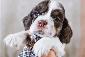 Devon - puppy for sale