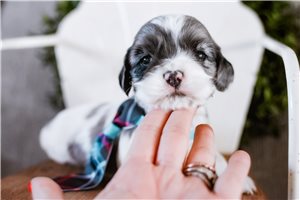 Enzo - Cocker Spaniel for sale