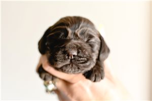 Dodge - Cocker Spaniel for sale