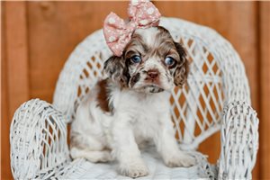 Nikita - Cocker Spaniel for sale