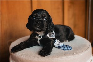 Elias - Cocker Spaniel for sale