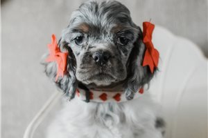 Brianna - Cocker Spaniel for sale