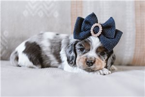 Carmen - puppy for sale