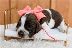 Nikki - Cocker Spaniel, placed in Springfield