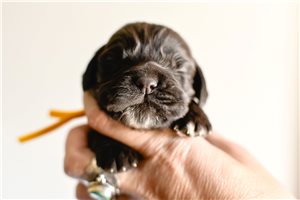 Dome - Cocker Spaniel for sale