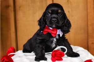Elias - Cocker Spaniel for sale