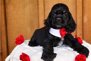 Elden - Cocker Spaniel, placed in Springfield