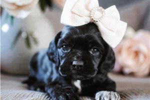 Emily - puppy for sale