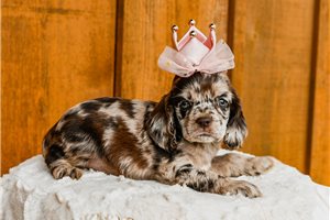 Cerise - Cocker Spaniel for sale