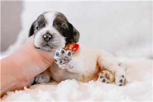 Ethan - Cocker Spaniel for sale