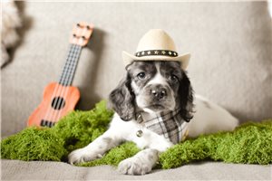 Ethan - Cocker Spaniel for sale