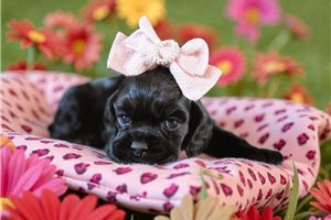 Erica - puppy for sale