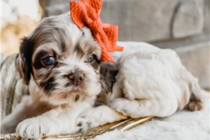 Nikita - Cocker Spaniel for sale