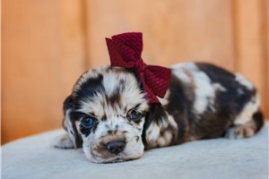 Cerise - Cocker Spaniel for sale