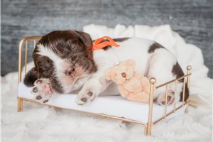 Mylan - puppy for sale