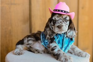 Cerise - Cocker Spaniel for sale