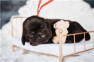 Dodge - Cocker Spaniel for sale