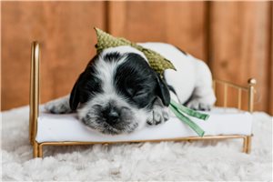 Natasha - Cocker Spaniel, placed in Springfield