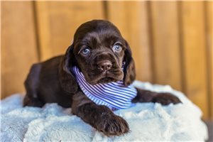 Dodge - Cocker Spaniel for sale