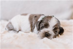 Elijah - Cocker Spaniel for sale