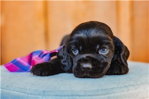 Dodge - Cocker Spaniel for sale