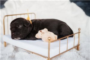 Dome - Cocker Spaniel for sale