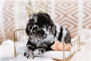 Dawson - Cocker Spaniel for sale
