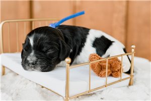 Noland - Cocker Spaniel for sale