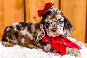 Cerise - Cocker Spaniel for sale