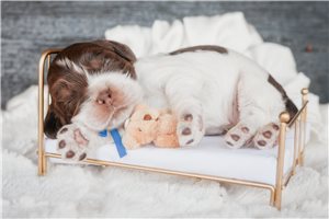 Murray - Cocker Spaniel for sale