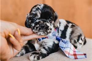 Dawson - puppy for sale