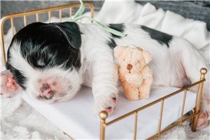 Murphy - Cocker Spaniel for sale