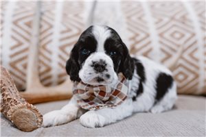 Murphy - Cocker Spaniel for sale