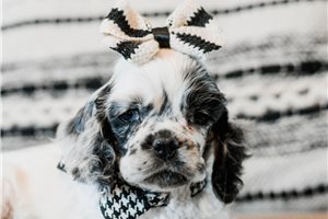 Blossom - Cocker Spaniel for sale
