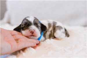 Enzo - Cocker Spaniel for sale