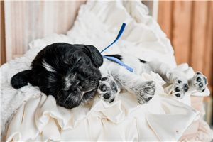 Noland - Cocker Spaniel for sale