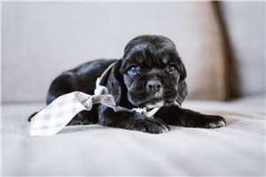 Elijah - Cocker Spaniel for sale