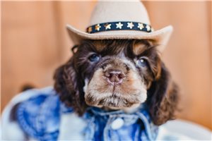 Murray - Cocker Spaniel for sale