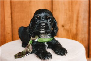 Elias - Cocker Spaniel for sale