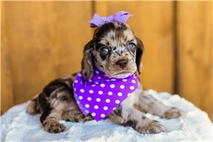 Cerise - Cocker Spaniel for sale