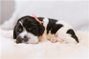 Emma - Cocker Spaniel for sale