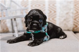 Elias - Cocker Spaniel for sale
