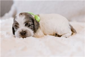 Ezra - Cocker Spaniel for sale