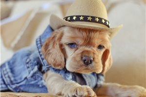 Marlon - puppy for sale