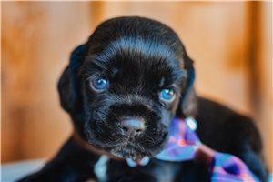Dome - Cocker Spaniel for sale