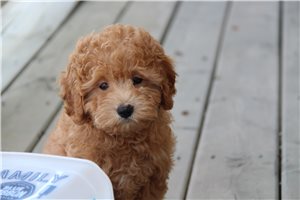 Nathan - Goldendoodle, Mini for sale